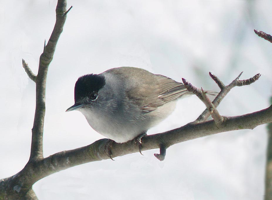 Capinera, Sylvia atricapilla. dieta nella stagione di mezzo.